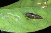 Adult glassy-winged sharpshooter next to egg blister on underside of leaf. Photo by Jack Kelly Clark.